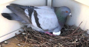 Pigeons Nest2, , বাড়িতে পায়রার বাসা ভালো না খারাপ জানেন? জানলে অবাক হবেন আপনি নিজেই
