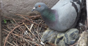Pigeons Nest3, , বাড়িতে পায়রার বাসা ভালো না খারাপ জানেন? জানলে অবাক হবেন আপনি নিজেই