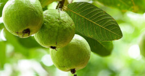 Guava1, , ফলন হবে ১২ মাস! এইভাবে কলা দিয়ে চাষ করুন পেয়ারা গাছ, শিখে নিন পদ্ধতি