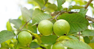 Guava2, , ফলন হবে ১২ মাস! এইভাবে কলা দিয়ে চাষ করুন পেয়ারা গাছ, শিখে নিন পদ্ধতি