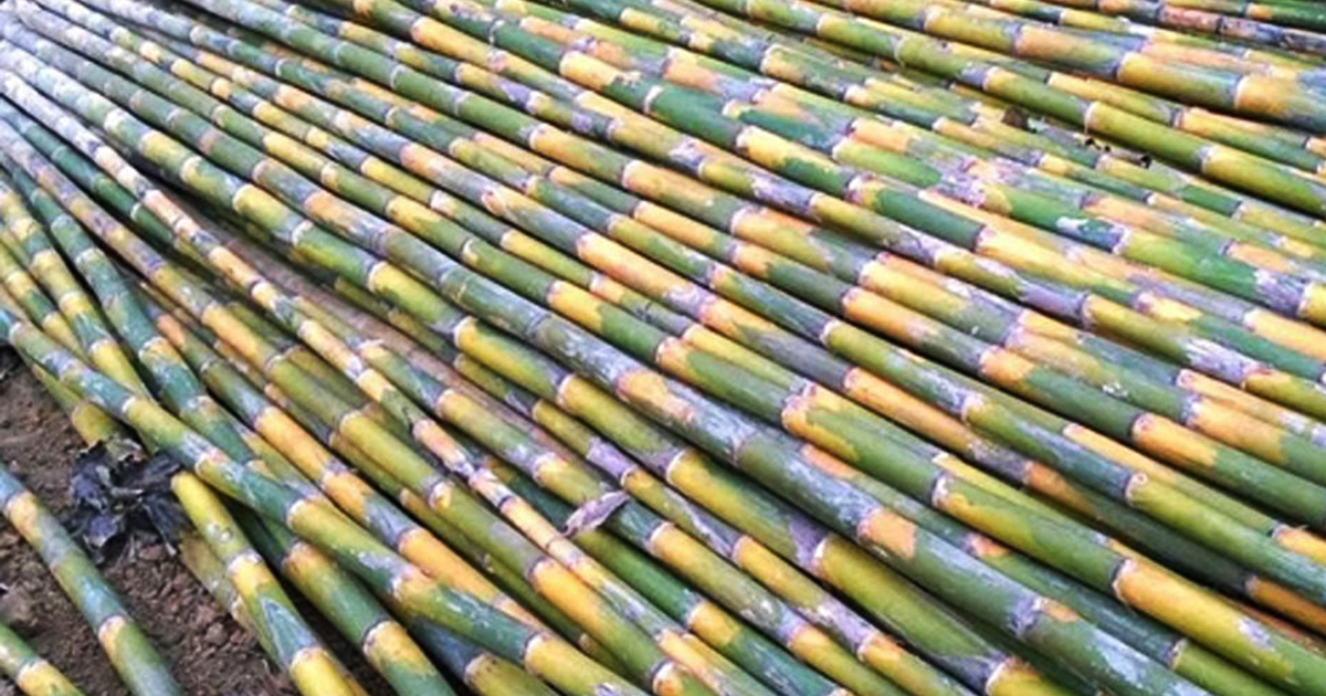 Bamboo2, , কম খরচে বেশি মুনাফা, পাবেন সরকারি ভর্তুকিও, বাঁশ চাষ করেই করুন কোটি কোটি টাকা আয়